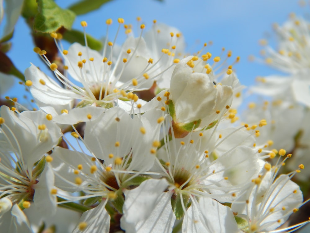 a bunch of white flowers on a tree