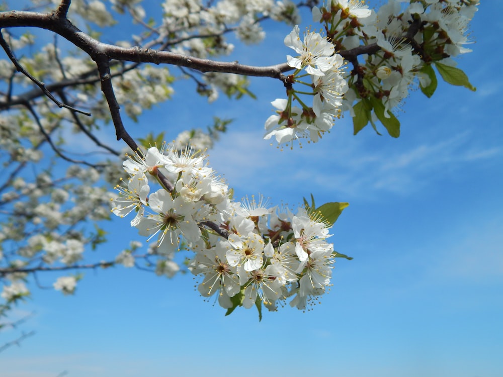 a tree with white flowers in front of a blue sky