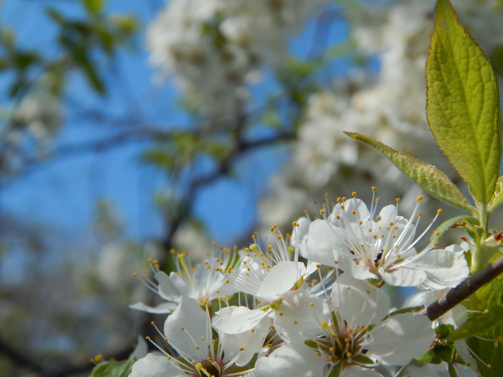 a close up of some white flowers on a tree