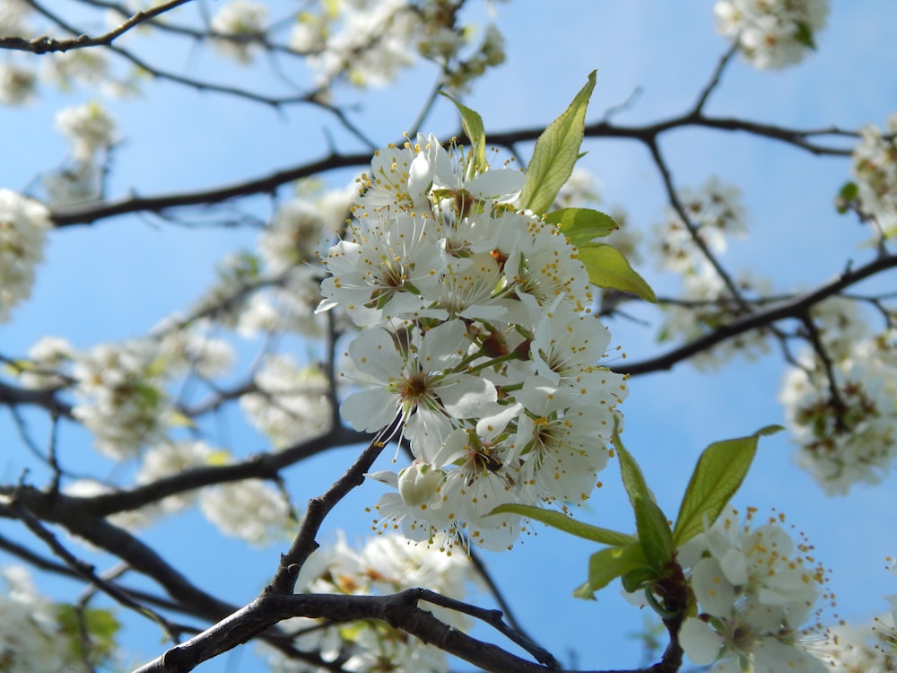 a tree with white flowers and green leaves