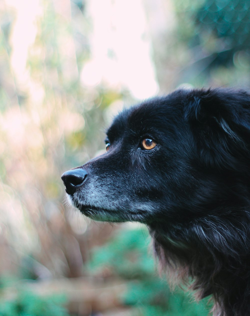 a close up of a dog with a blurry background