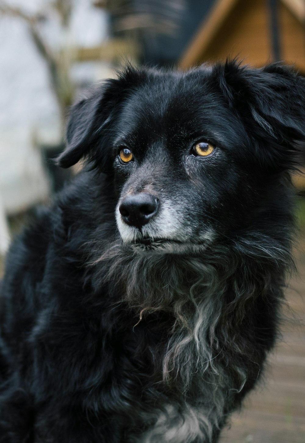a close up of a black dog with yellow eyes