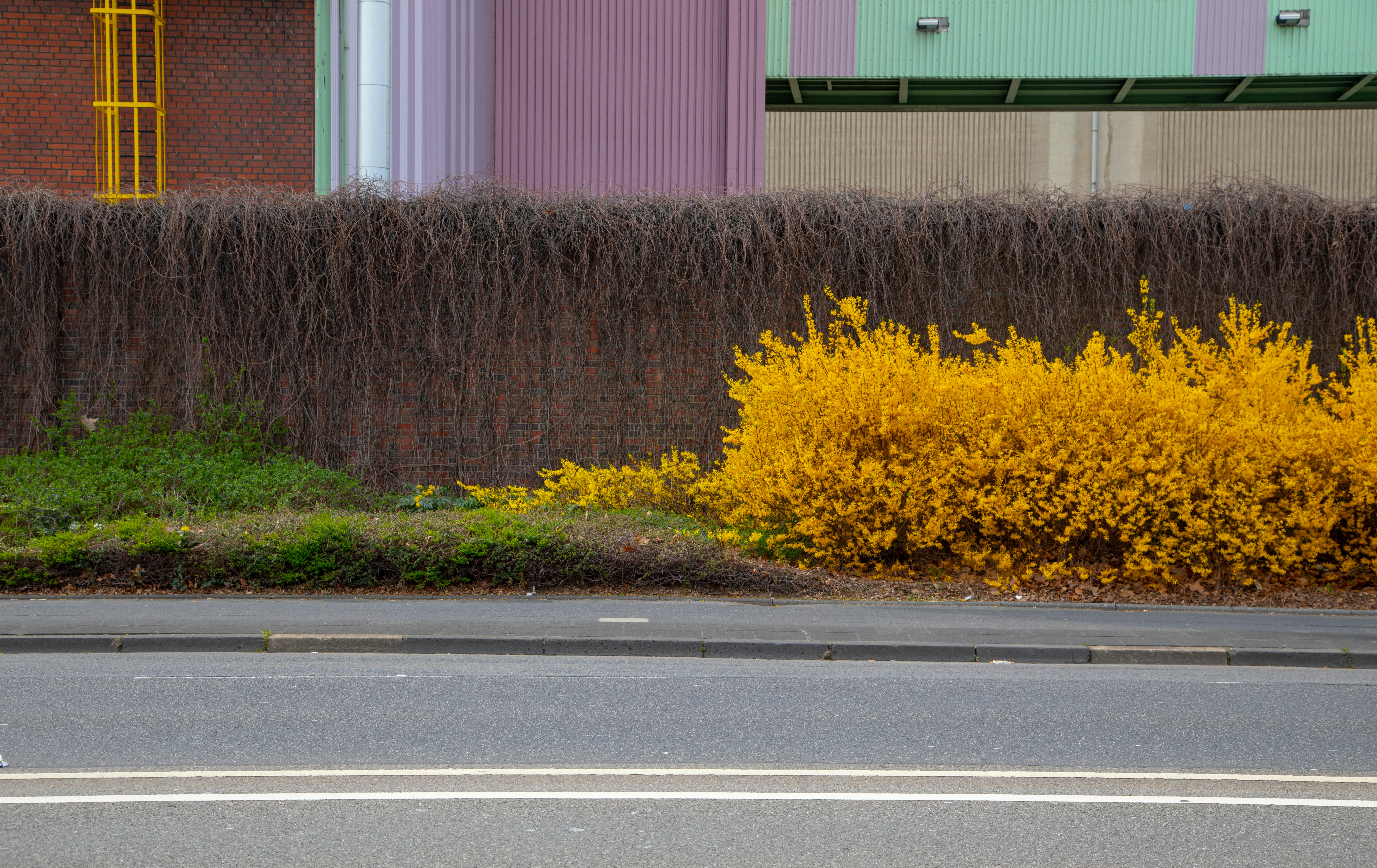 um arbusto amarelo ao lado de uma estrada com um edifício ao fundo