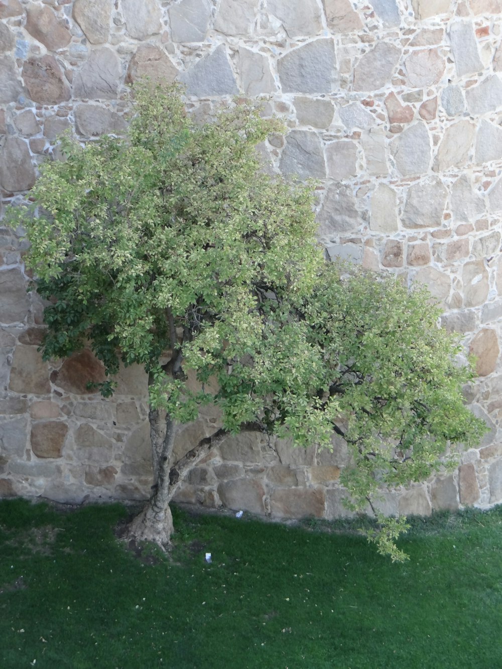 a small tree in front of a stone wall