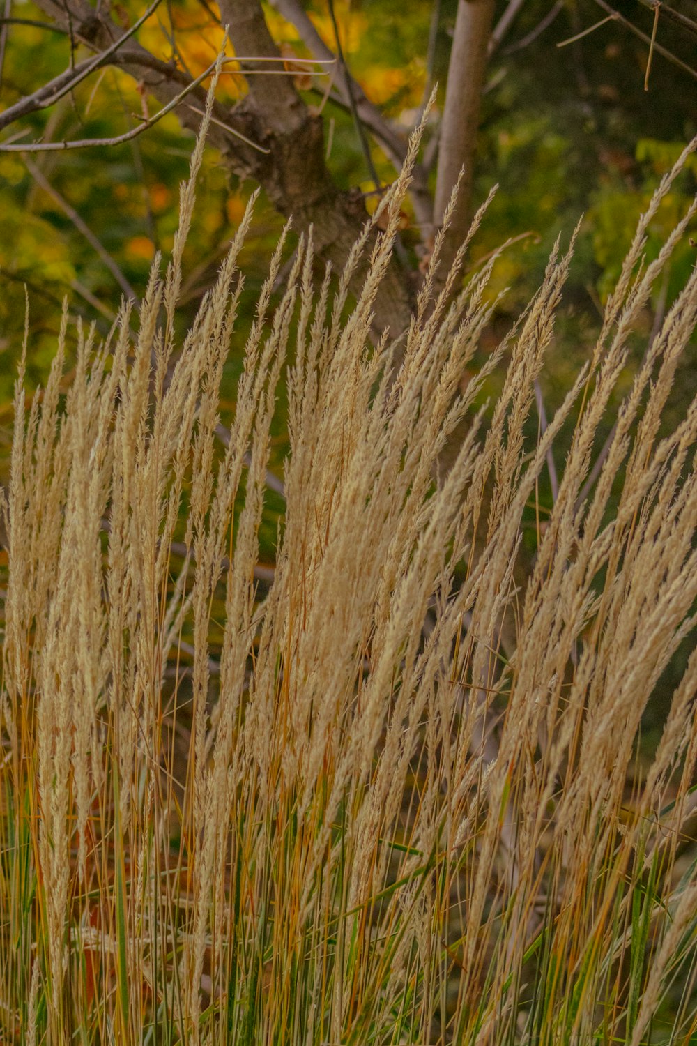 a bunch of tall brown grass next to a tree
