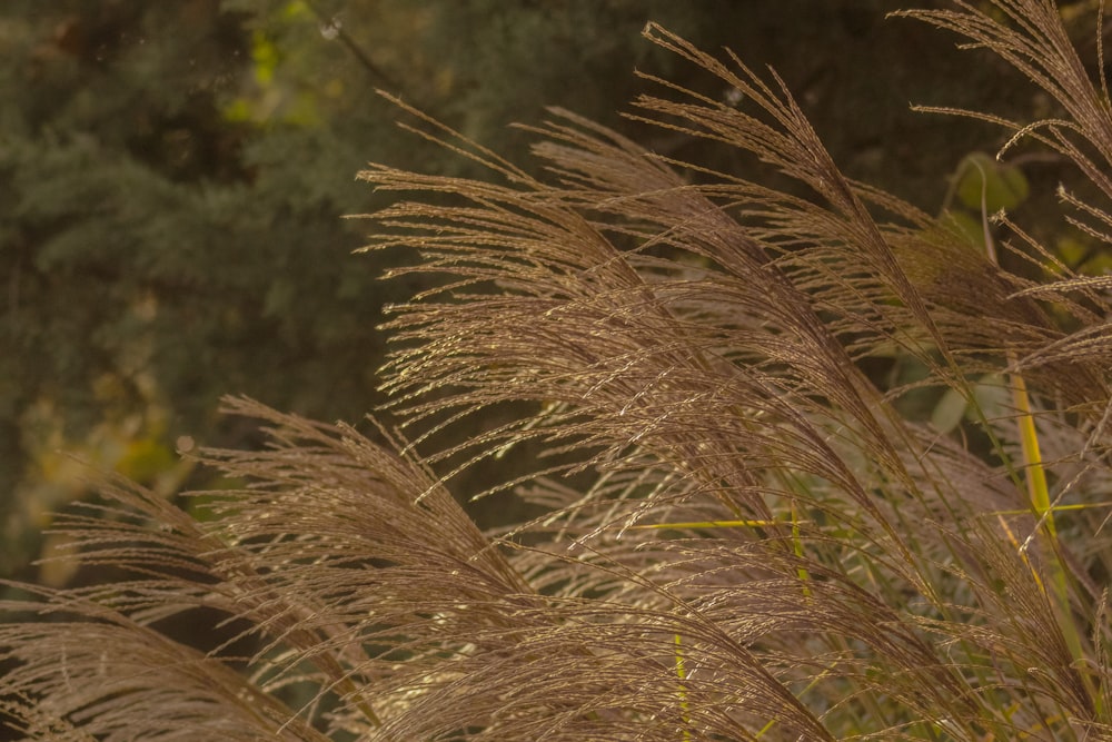 a close up of some brown grass near trees