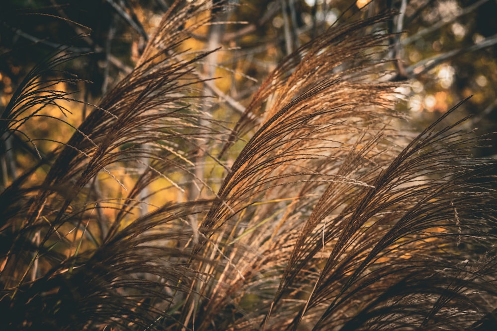 a close up of some brown grass near trees