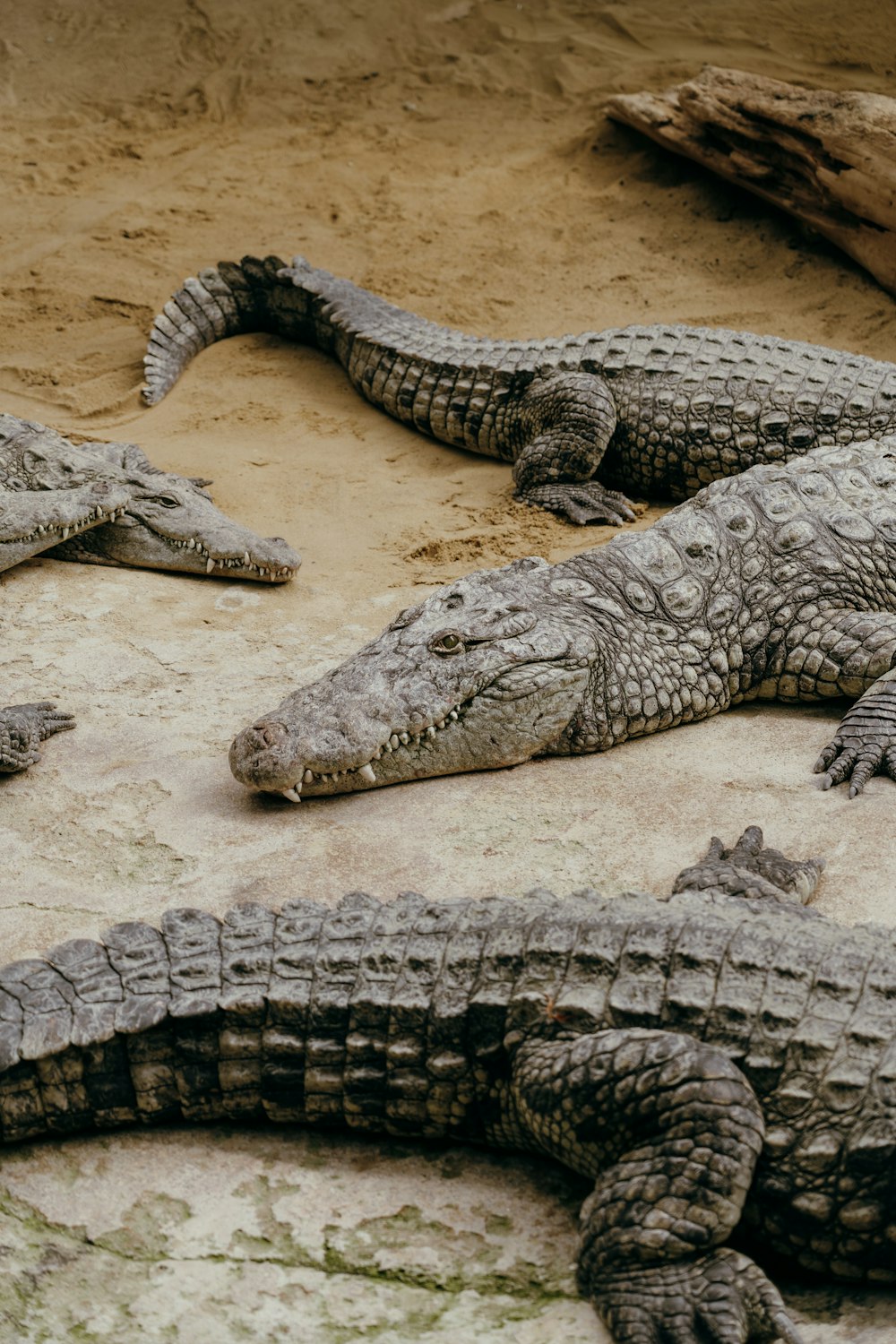 a group of alligators laying on the ground