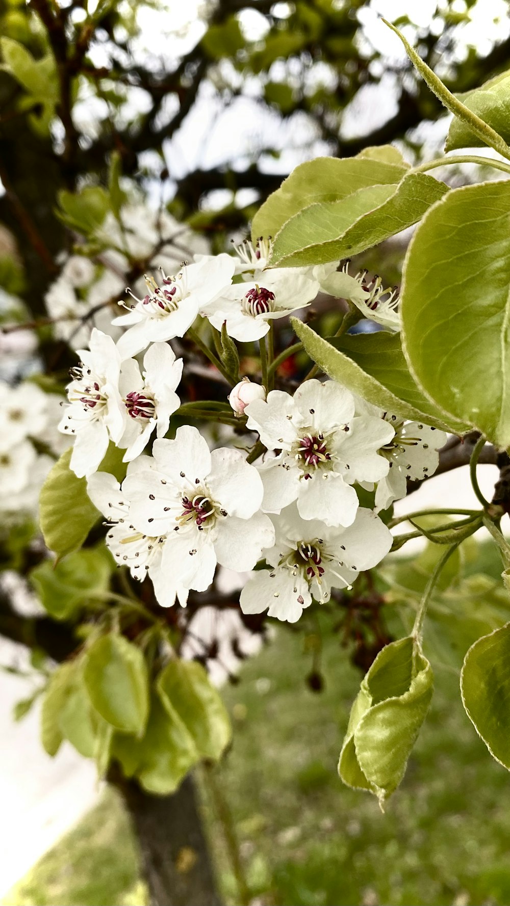 a tree with white flowers and green leaves