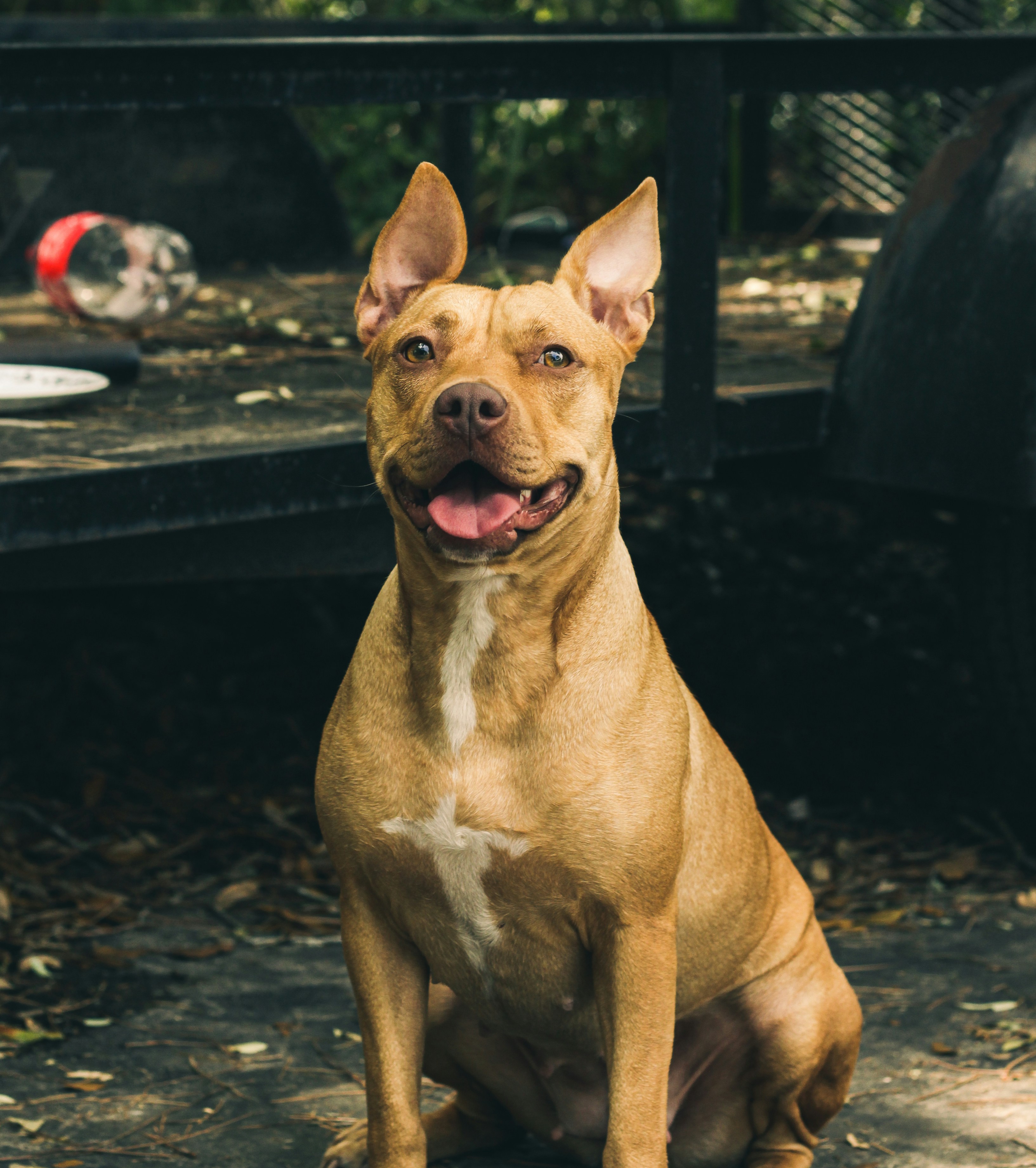 a brown and white dog sitting on the ground