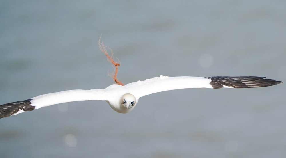 a white bird flying over a body of water