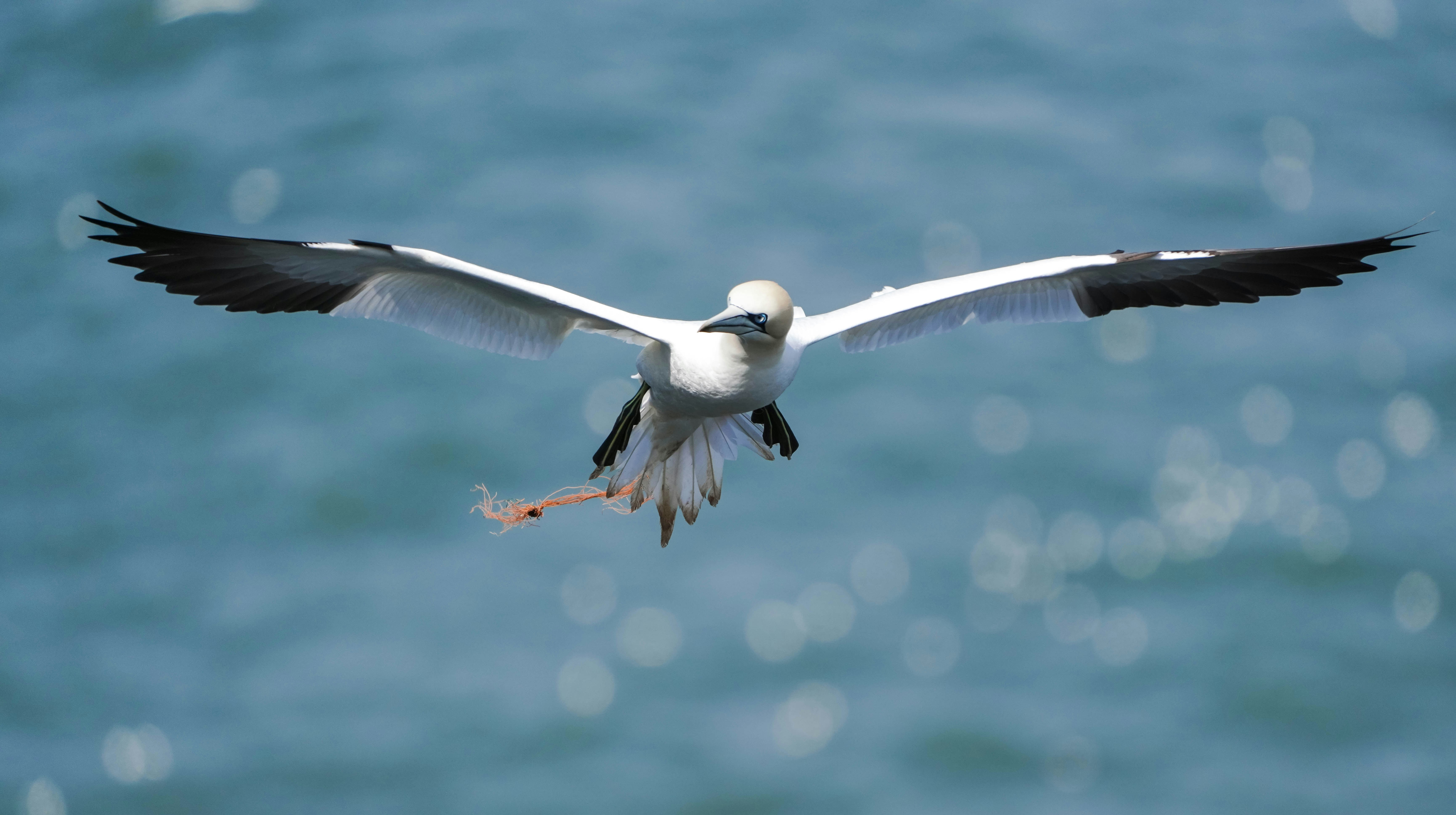 Une mouette survolant un plan d’eau