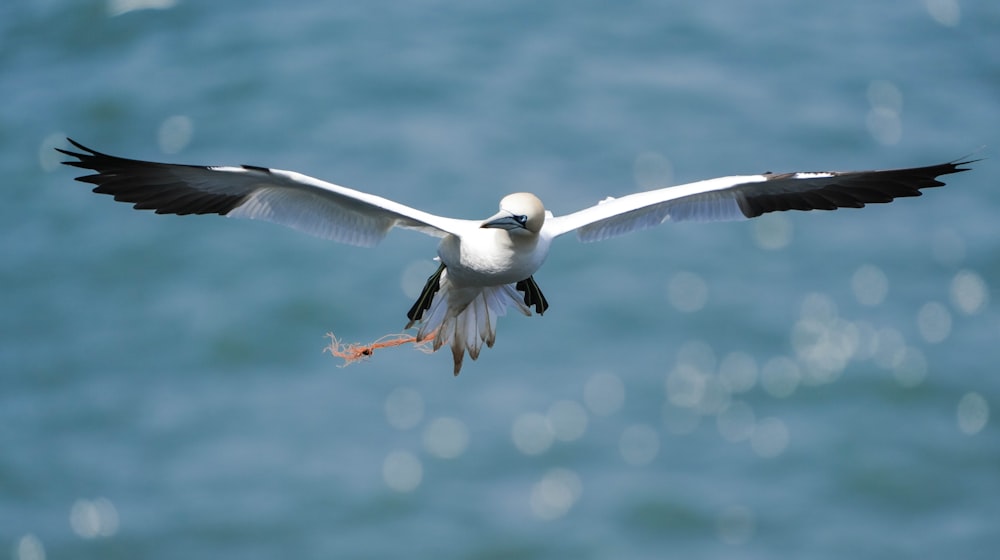 a seagull flying over a body of water