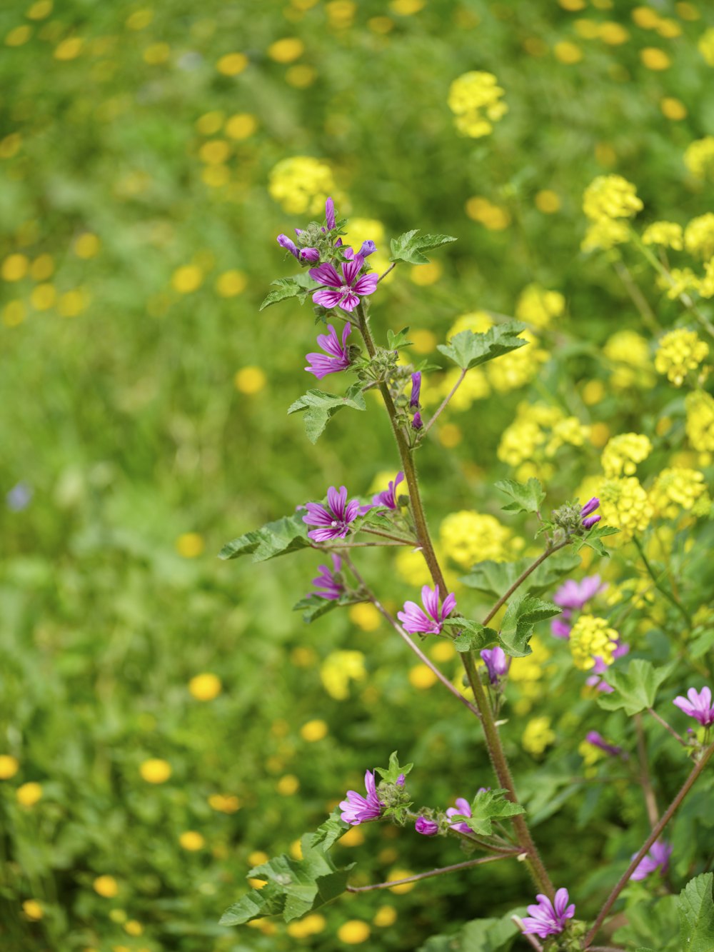 a field full of yellow and purple flowers