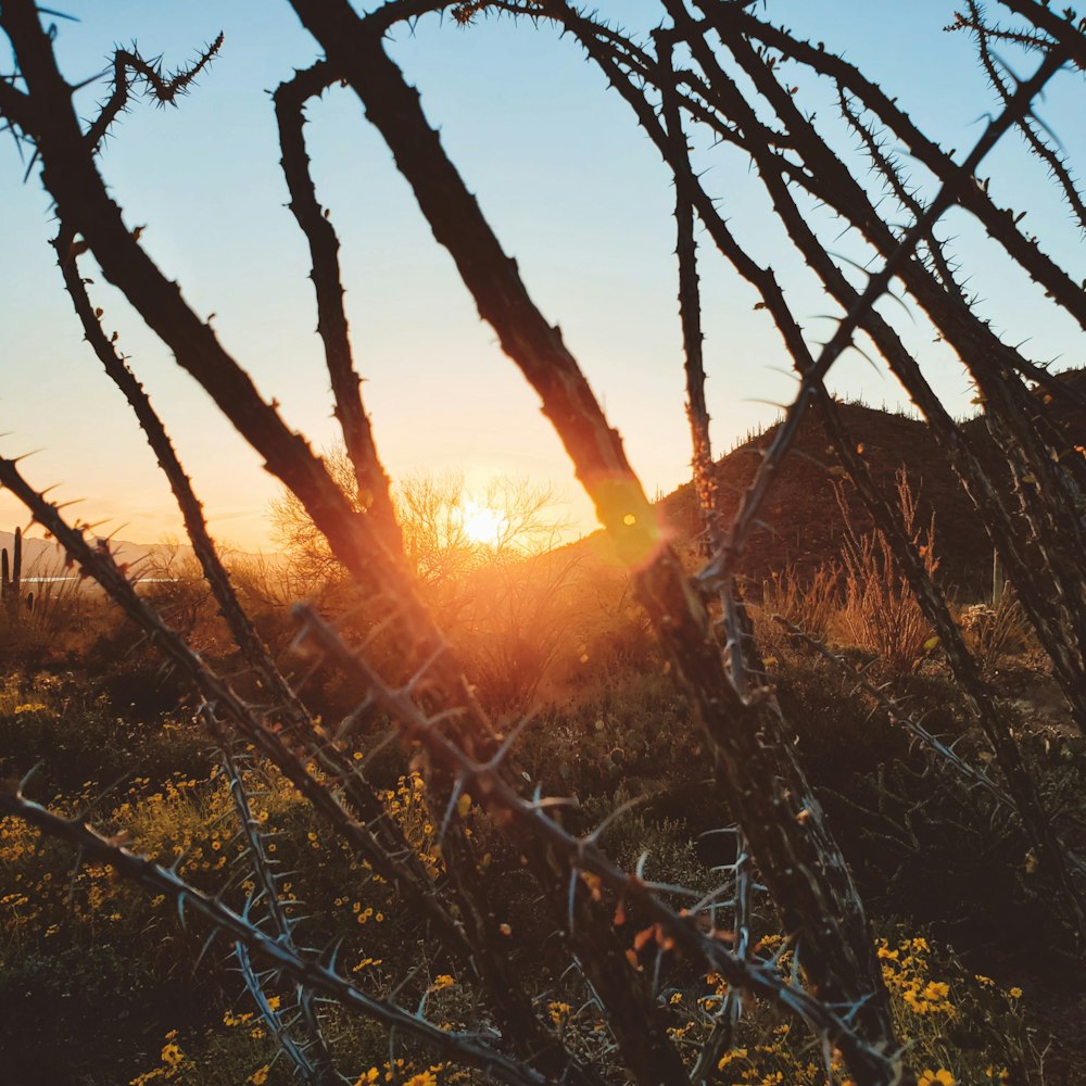 the sun is setting behind a barbed wire fence