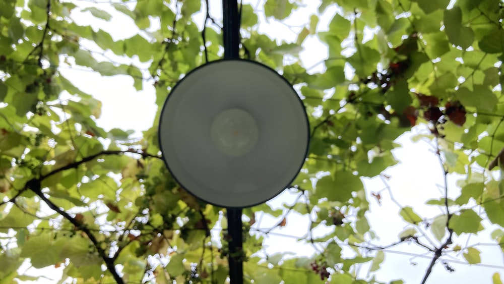 a lamp hanging from a tree with green leaves