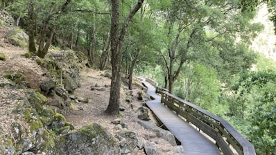 a wooden walkway in the middle of a forest