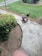 A red and black pressure washer is placed on a concrete pathway next to a green lawn. There are garden plants and small shrubs bordering the path, with a garden hose connected to the washer. A broom is lying on the grass nearby, and the surrounding area appears to be well-maintained.