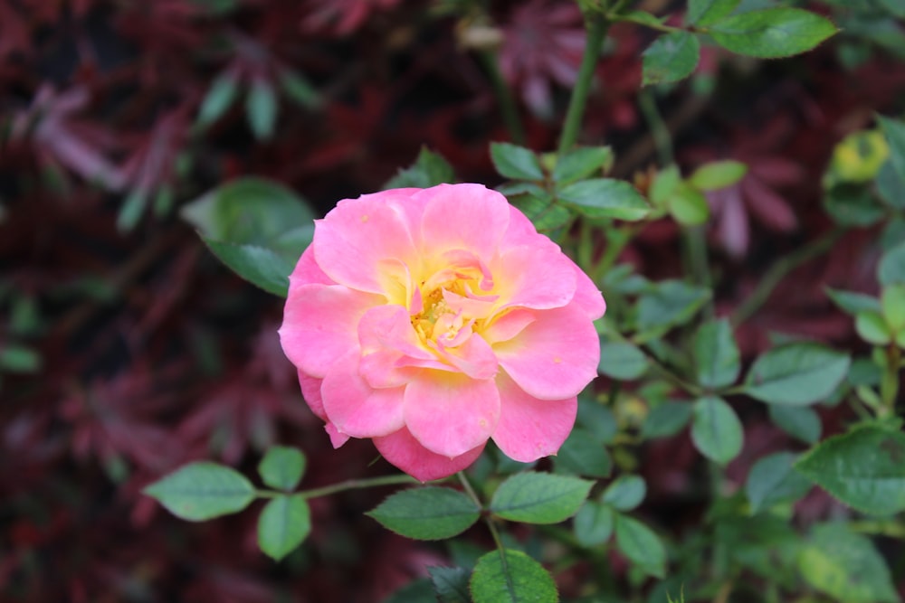 a pink rose with green leaves in the background