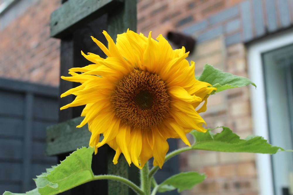 a large sunflower in front of a brick building