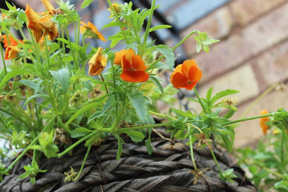 a bunch of orange flowers growing out of a rope