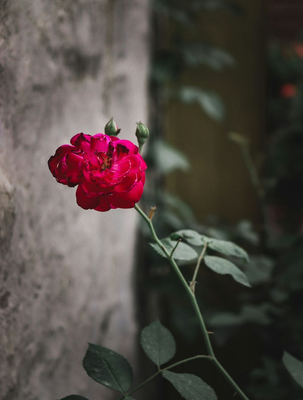 eine einzelne rote Rose, die vor einer Steinmauer sitzt