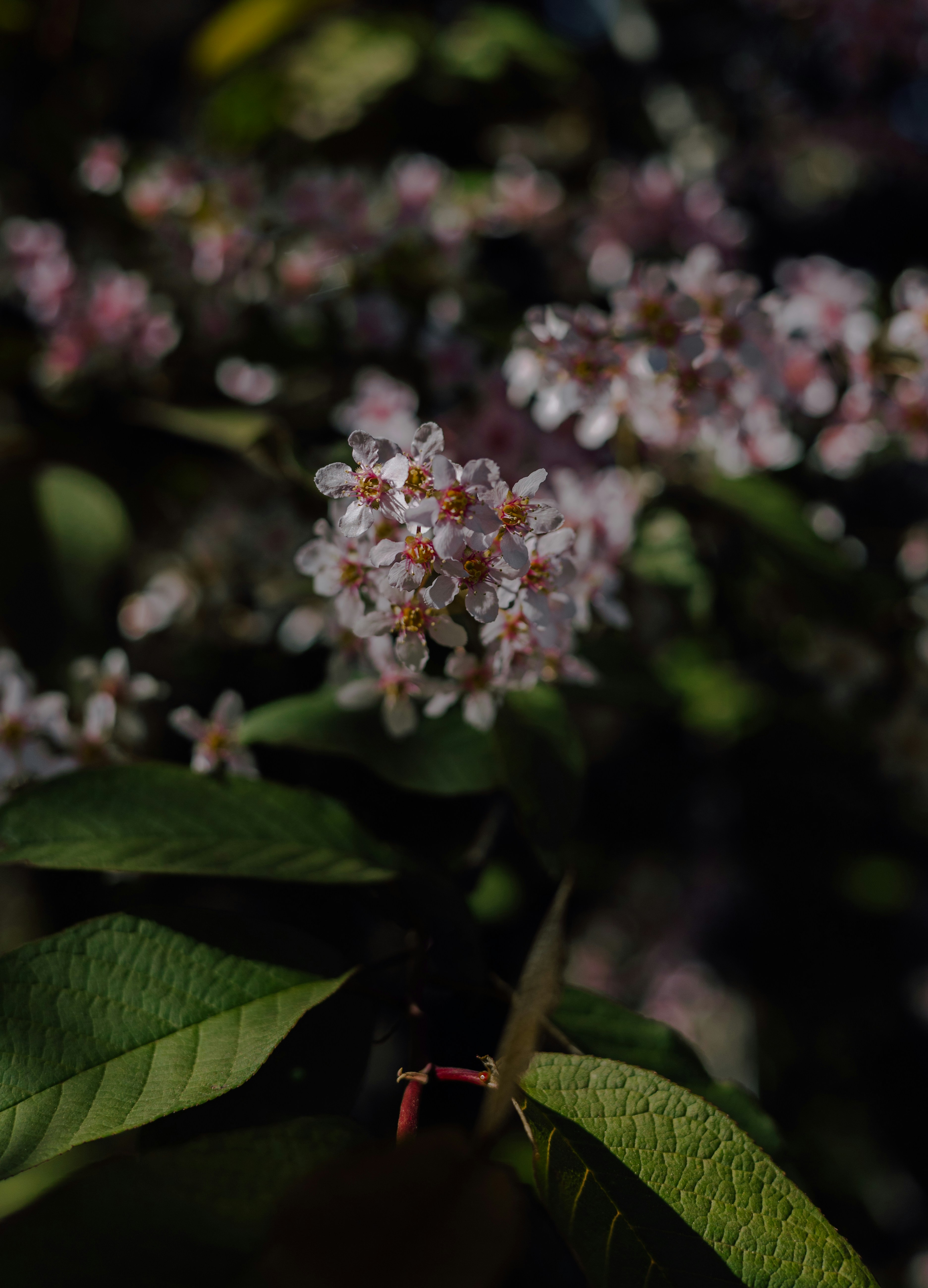 Photo by jahnomad