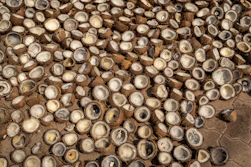 a bunch of oysters that are laying on the ground