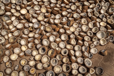 a bunch of oysters that are laying on the ground