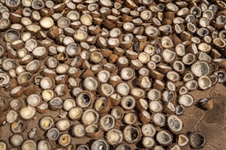 a bunch of oysters that are laying on the ground