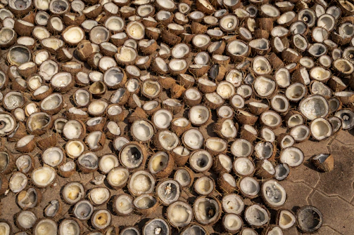 a bunch of oysters that are laying on the ground