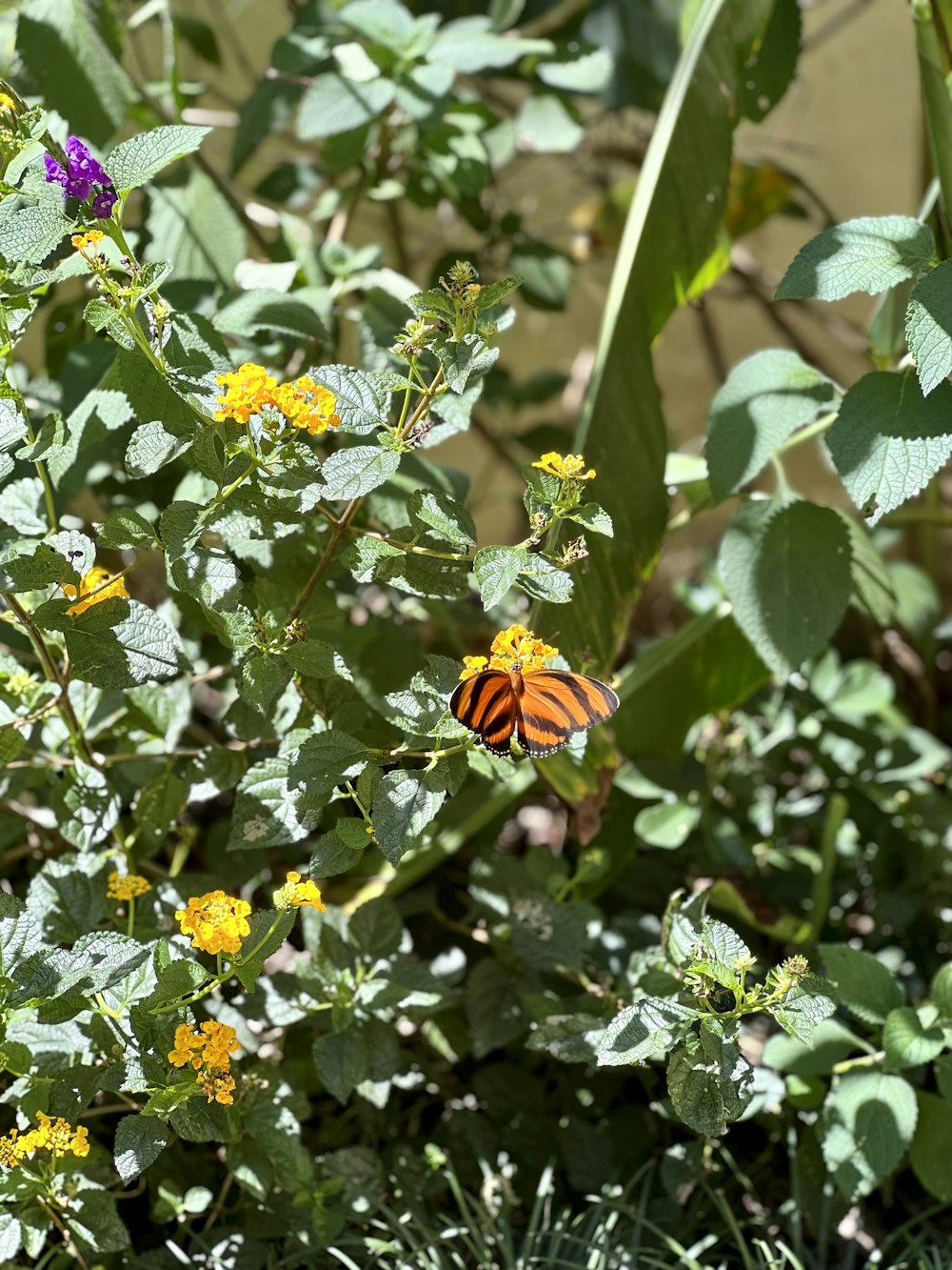 a butterfly sitting on top of a yellow flower