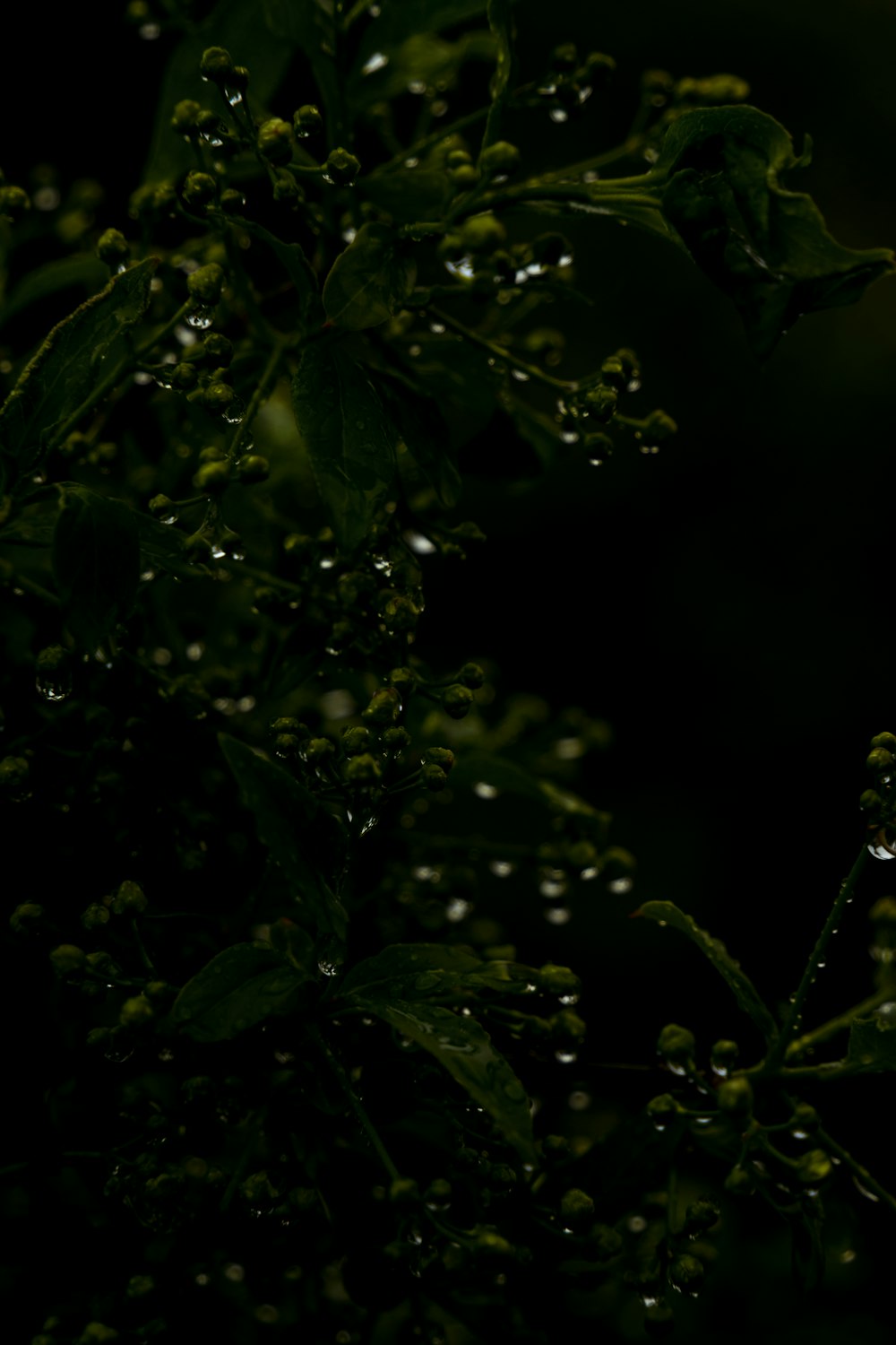 um close up de uma planta com gotas de água sobre ela