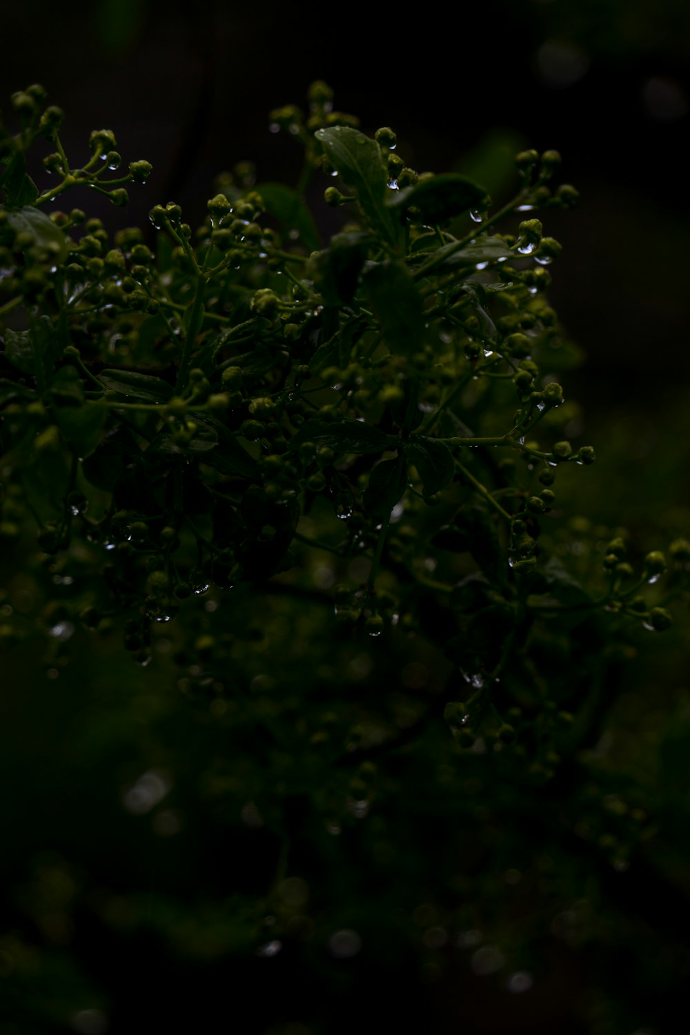 un primer plano de una planta con gotas de agua