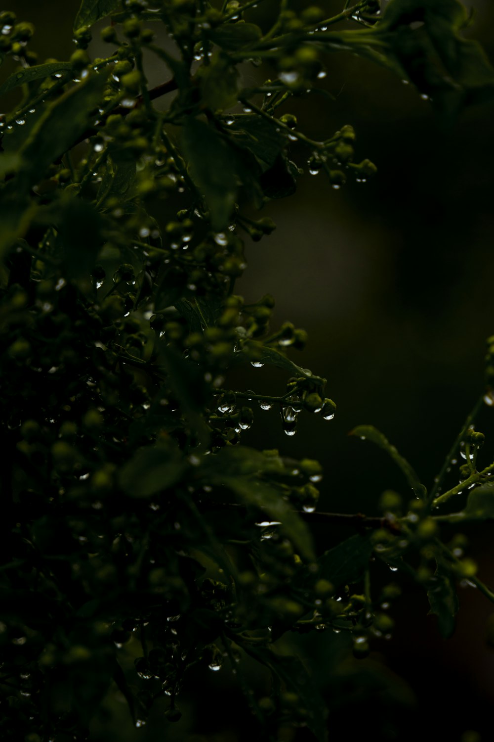 un primer plano de un árbol con gotas de agua