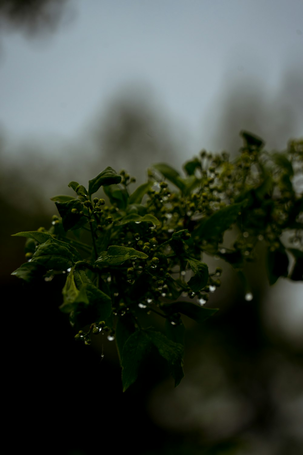 a close up of a tree branch with water droplets on it