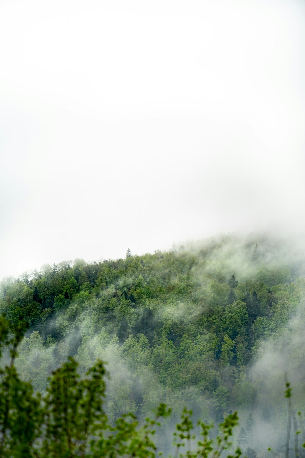 uma montanha coberta de nevoeiro com árvores em primeiro plano