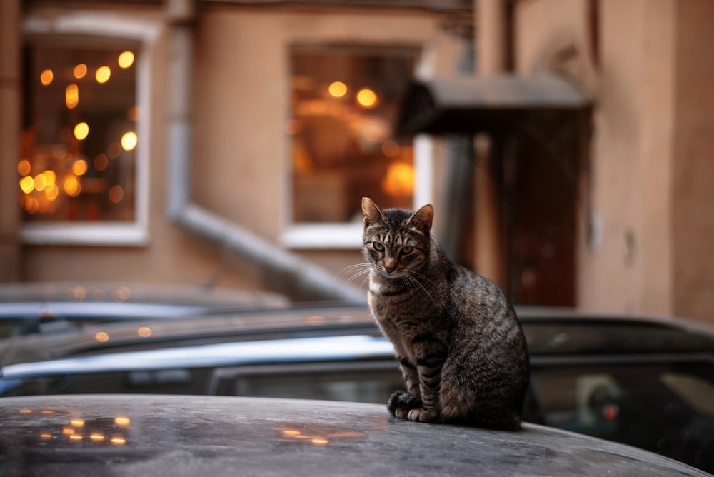 a cat sitting on the hood of a car