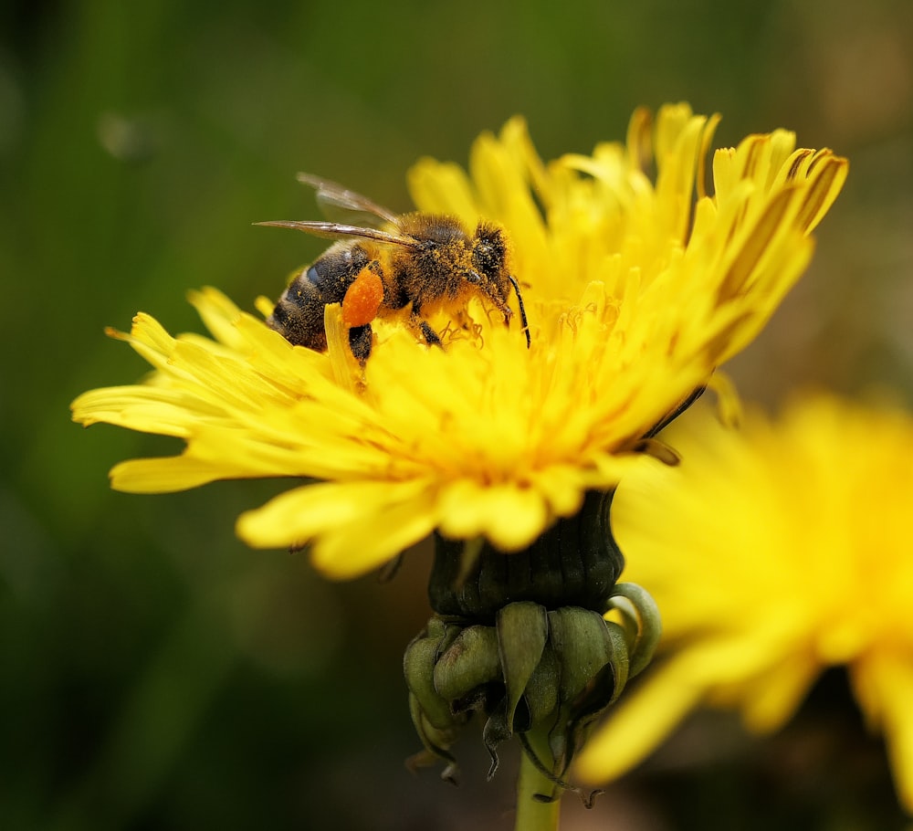 a bee sitting on top of a yellow flower