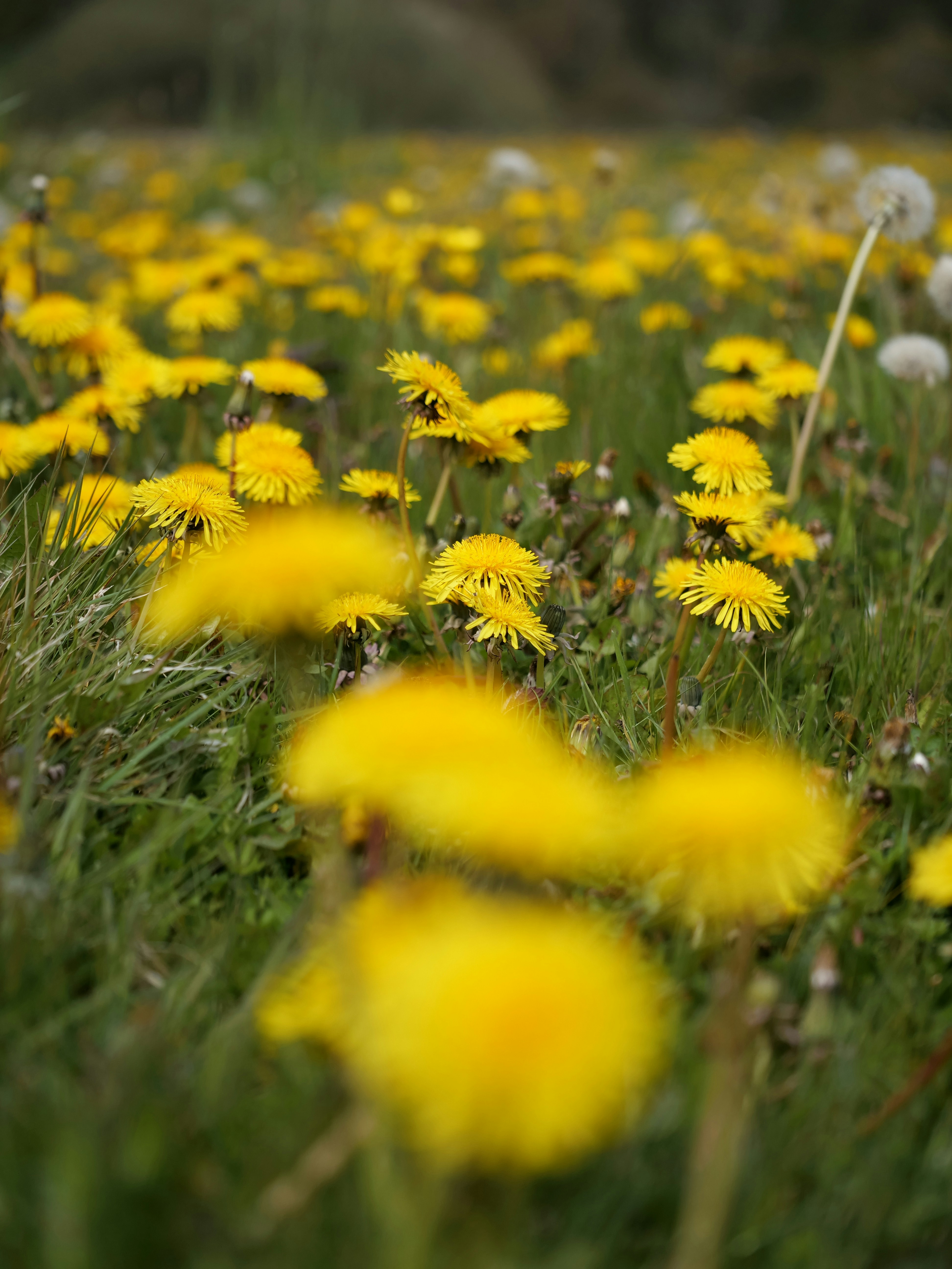 Photo by balmy_sunset