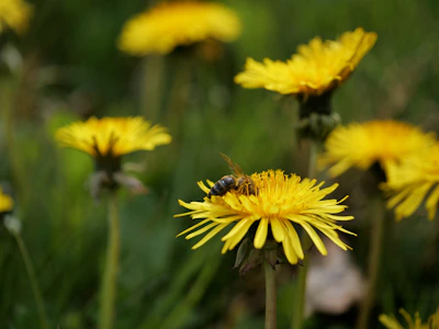 Bee collecting nectar from bright orange flowers in a sunlit field.