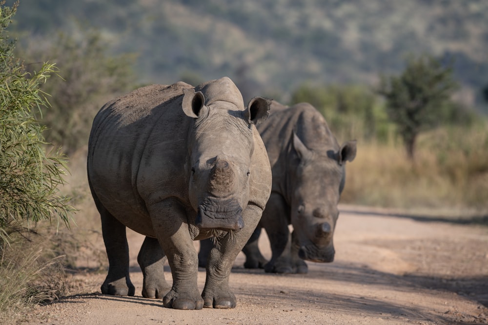 a couple of rhinos walking down a dirt road