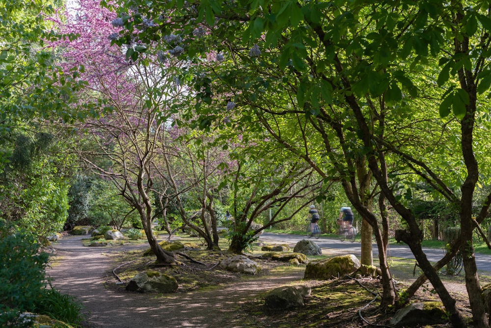 a path in a park with lots of trees