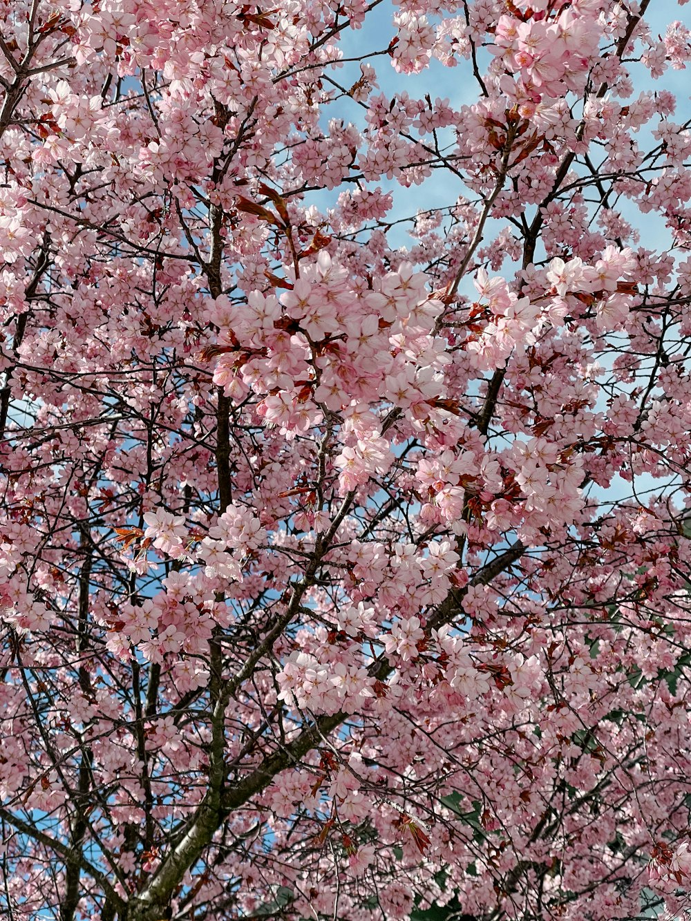 Un árbol con flores rosadas en primer plano y un cielo azul en el fondo