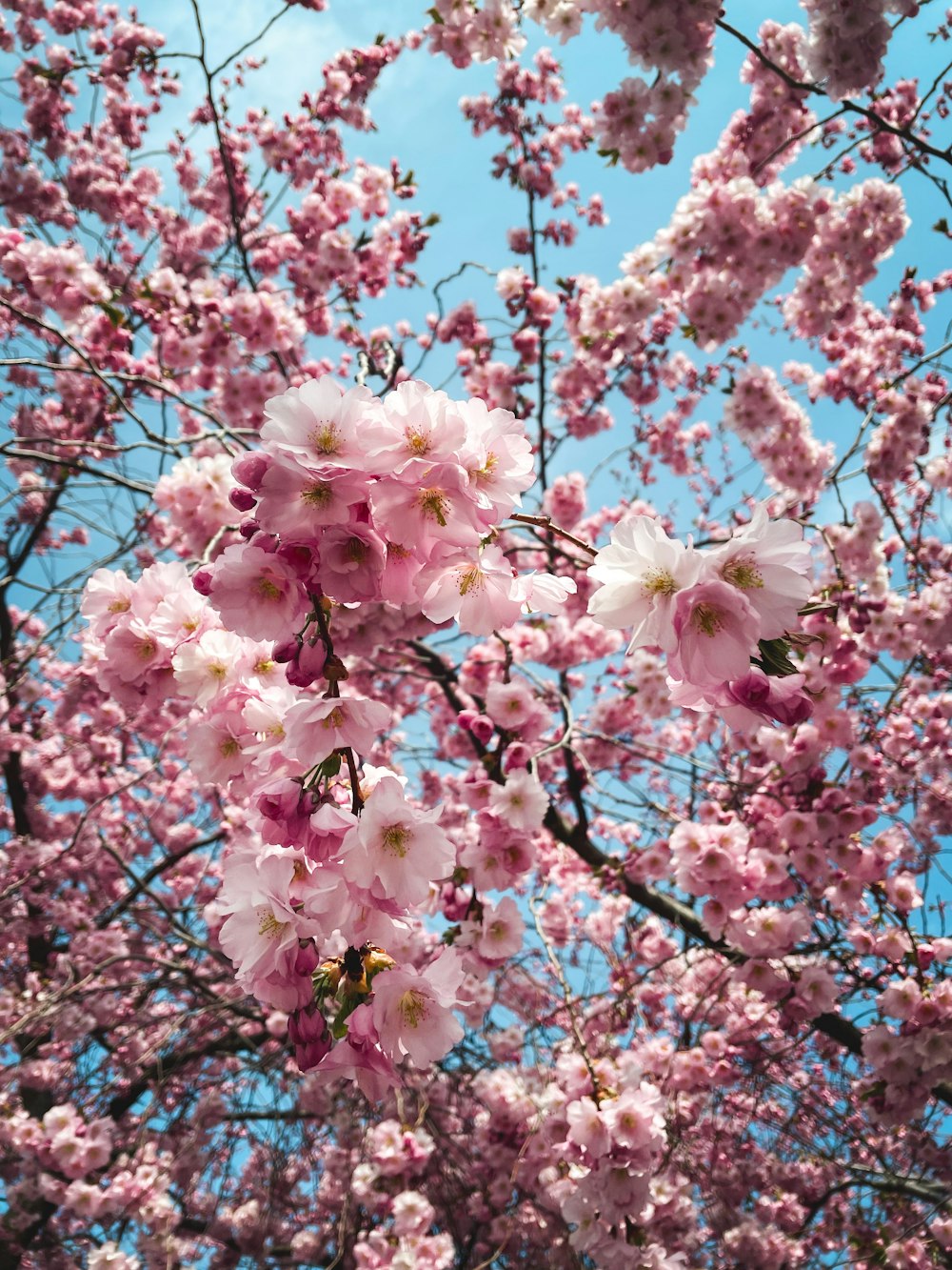 Un ramo de flores rosadas en un árbol