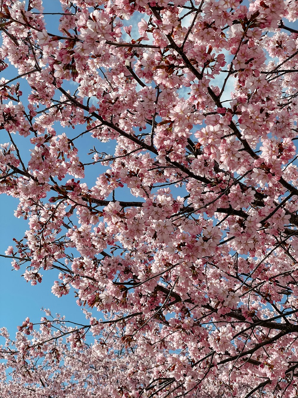 a tree with lots of pink flowers on it