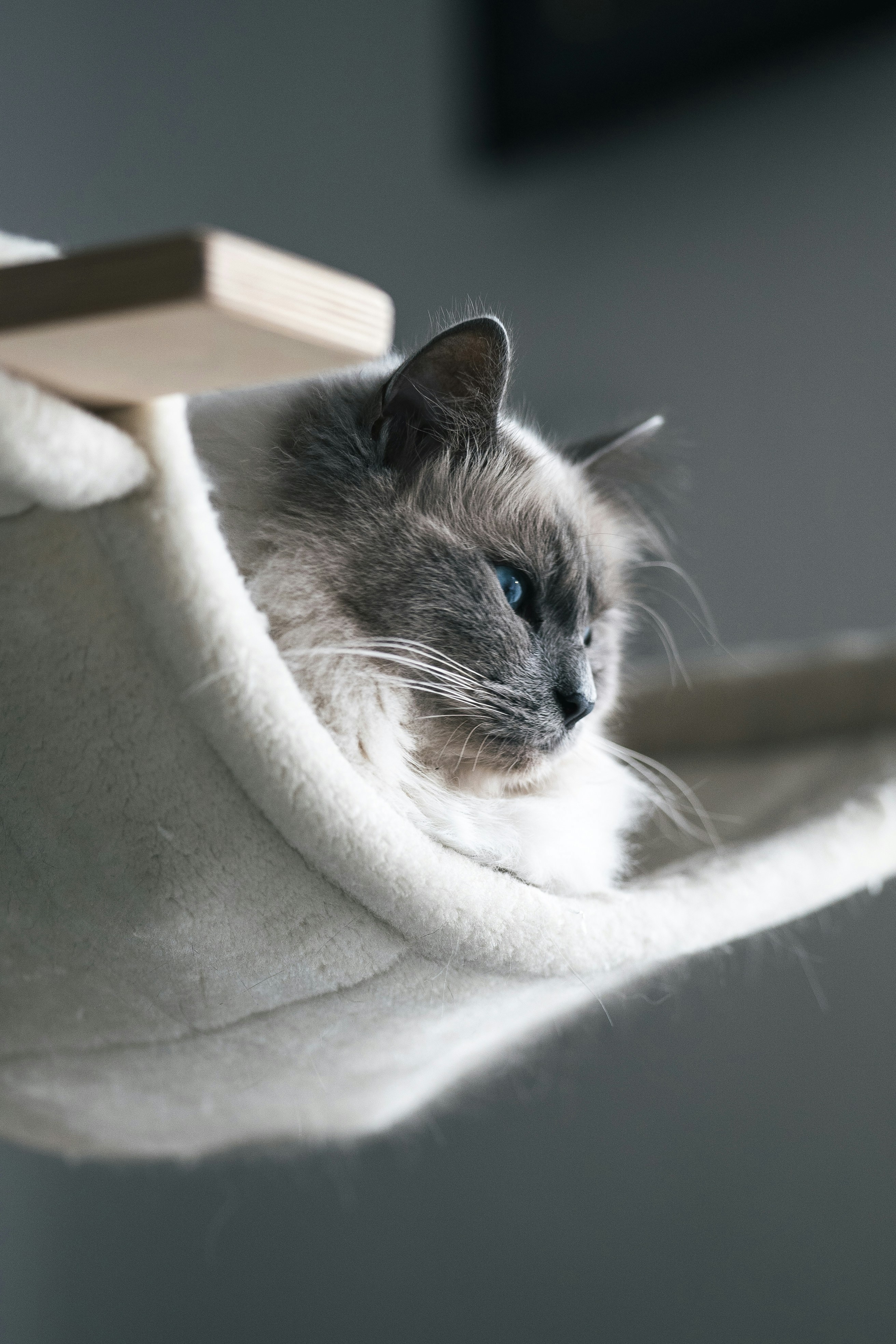 a cat is sitting in a cat tree