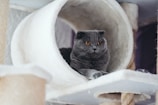 A grey cat with striking orange eyes sits inside a cylindrical cat house made from soft, cream-colored material. The cat looks calm and content, positioned comfortably with its front paws extended. The background includes parts of the cat tree, constructed with rope and similar soft materials, creating a cozy environment.