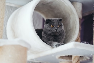 A grey cat with striking orange eyes sits inside a cylindrical cat house made from soft, cream-colored material. The cat looks calm and content, positioned comfortably with its front paws extended. The background includes parts of the cat tree, constructed with rope and similar soft materials, creating a cozy environment.