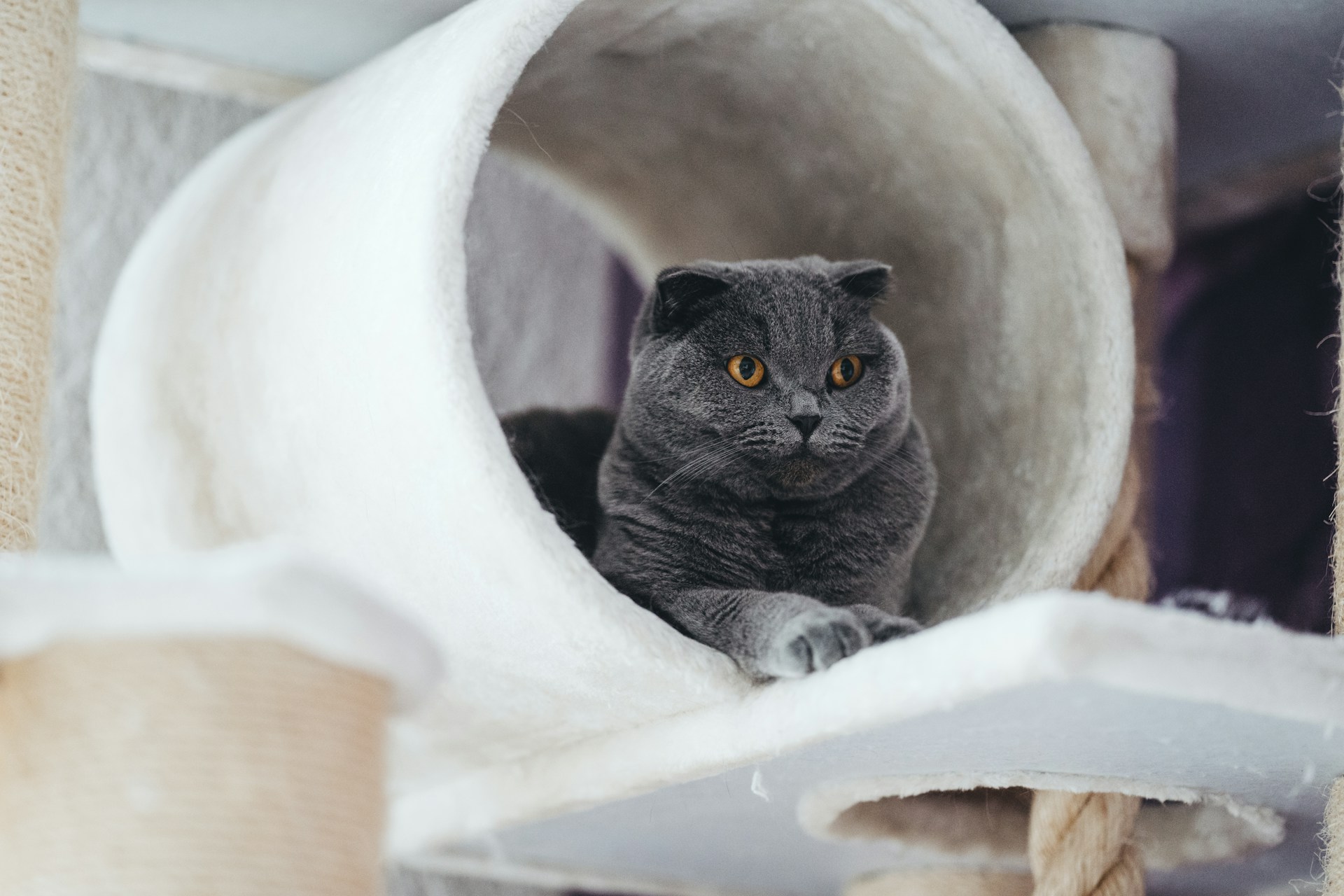A grey cat with striking orange eyes sits inside a cylindrical cat house made from soft, cream-colored material. The cat looks calm and content, positioned comfortably with its front paws extended. The background includes parts of the cat tree, constructed with rope and similar soft materials, creating a cozy environment.
